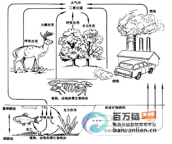 探索碳循环的神奇世界 上海首个碳秘馆正式开门迎客 (探索碳循环的途径)